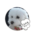 我が家の白プーちゃん（個別スタンプ：6）
