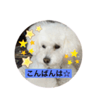 我が家の白プーちゃん（個別スタンプ：7）
