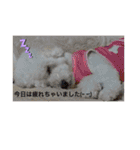 我が家の白プーちゃん（個別スタンプ：9）