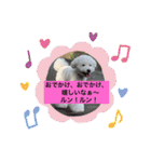 我が家の白プーちゃん（個別スタンプ：12）