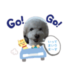 我が家の白プーちゃん（個別スタンプ：13）