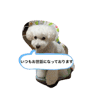 我が家の白プーちゃん（個別スタンプ：19）