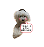 我が家の白プーちゃん（個別スタンプ：21）