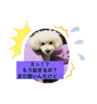 我が家の白プーちゃん（個別スタンプ：23）