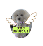 我が家の白プーちゃん（個別スタンプ：24）