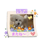 我が家の白プーちゃん（個別スタンプ：26）