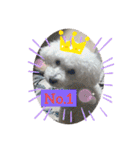 我が家の白プーちゃん（個別スタンプ：27）