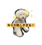 我が家の白プーちゃん（個別スタンプ：30）