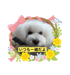 我が家の白プーちゃん（個別スタンプ：31）