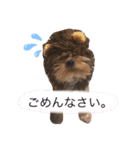 ヨーキーの日常表情（個別スタンプ：4）