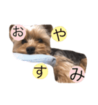 ヨーキーの日常表情（個別スタンプ：11）