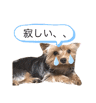 ヨーキーの日常表情（個別スタンプ：24）