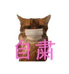 きららstay home（個別スタンプ：1）