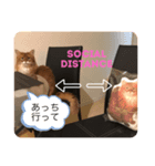 きららstay home（個別スタンプ：3）