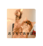 きららstay home（個別スタンプ：5）
