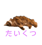 きららstay home（個別スタンプ：6）
