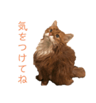 きららstay home（個別スタンプ：8）