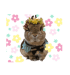 うさぎのあいと（個別スタンプ：1）