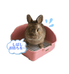 うさぎのあいと（個別スタンプ：5）