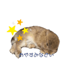 うさぎのあいと（個別スタンプ：8）