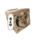 うさぎのあいと（個別スタンプ：9）