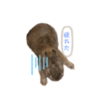 うさぎのあいと（個別スタンプ：13）