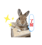 うさぎのあいと（個別スタンプ：14）