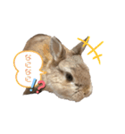 うさぎのあいと（個別スタンプ：15）