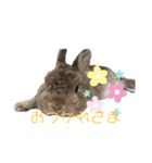 うさぎのあいと（個別スタンプ：16）