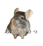 チンチラのみそちゃん（個別スタンプ：1）