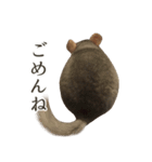 チンチラのみそちゃん（個別スタンプ：2）