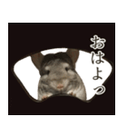 チンチラのみそちゃん（個別スタンプ：3）