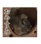 チンチラのみそちゃん（個別スタンプ：4）