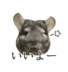 チンチラのみそちゃん（個別スタンプ：5）