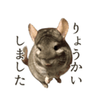 チンチラのみそちゃん（個別スタンプ：7）