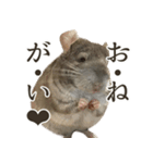チンチラのみそちゃん（個別スタンプ：8）