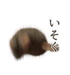 チンチラのみそちゃん（個別スタンプ：9）