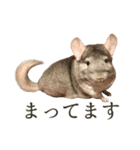 チンチラのみそちゃん（個別スタンプ：10）
