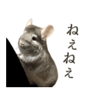 チンチラのみそちゃん（個別スタンプ：12）