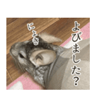 チンチラのみそちゃん（個別スタンプ：13）