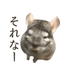 チンチラのみそちゃん（個別スタンプ：14）