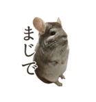 チンチラのみそちゃん（個別スタンプ：16）