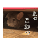 チンチラのみそちゃん（個別スタンプ：17）