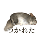 チンチラのみそちゃん（個別スタンプ：18）