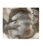 チンチラのみそちゃん（個別スタンプ：19）