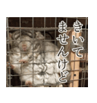 チンチラのみそちゃん（個別スタンプ：20）