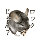 チンチラのみそちゃん（個別スタンプ：24）