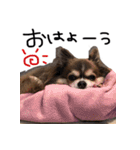 チワワのごんたスタンプ（個別スタンプ：2）