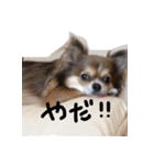 チワワのごんたスタンプ（個別スタンプ：4）