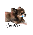 チワワのごんたスタンプ（個別スタンプ：6）
